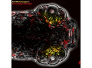 Researchers Discover Zebrafish Can Regenerate Eyes with Help from Immune System