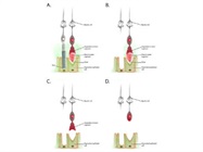 Researchers Develop Procedure to Revitalize RP-Damaged Cone Receptors